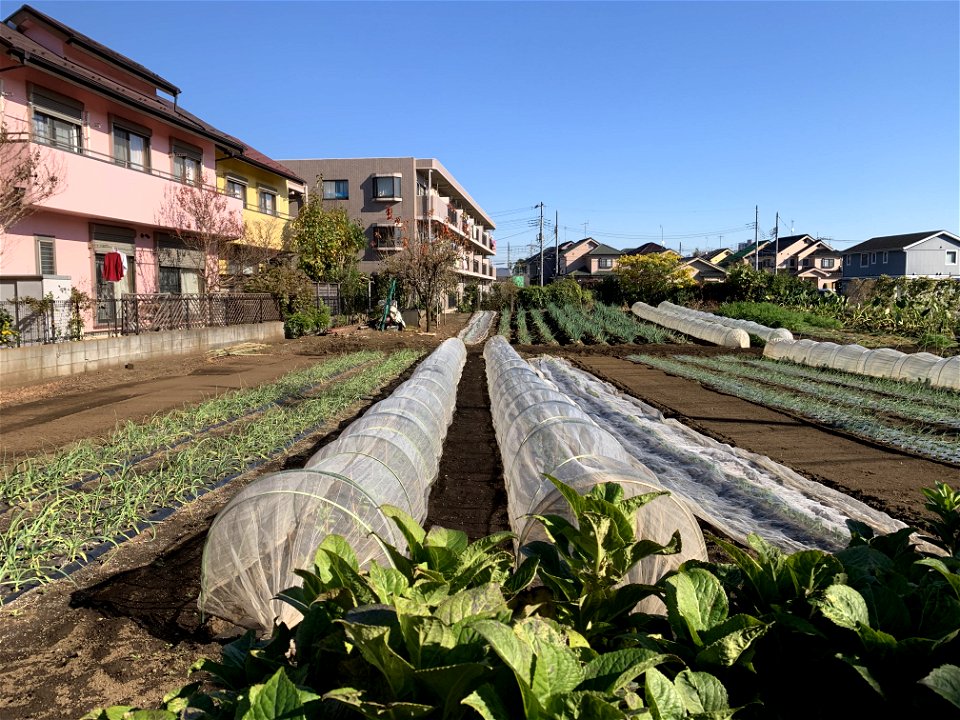 Chuocho, Higashikurume-shi in November