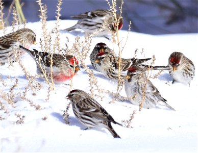 Common redpoll at Seedskadee National Wildlife Refuge