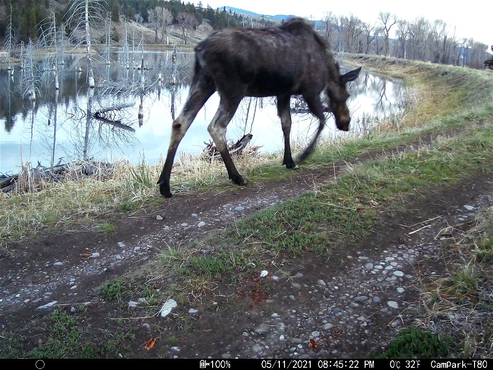 Trail Camera