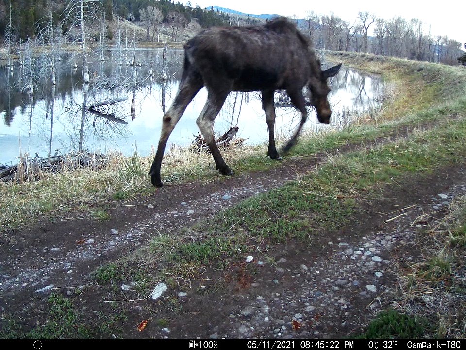 Trail Camera photo