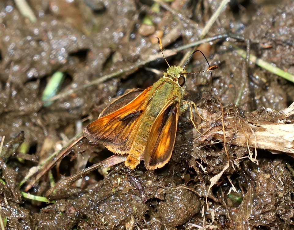 SKIPPER, WOODLAND (Ochloa sylanoides) (6-28-2021) 4900 ft, bear basin meadow, smith river nat rec area, del norte co, ca -04