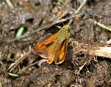 SKIPPER, WOODLAND (Ochloa sylanoides) (6-28-2021) 4900 ft, bear basin meadow, smith river nat rec area, del norte co, ca -04