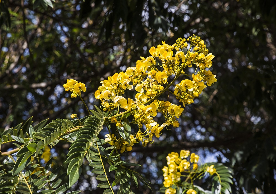 Garden flowers leaves