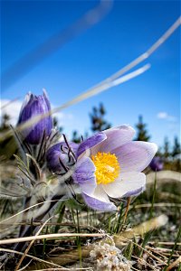 Pasqueflower - Anemone patens photo