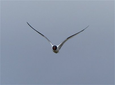 Sabine's Gull photo