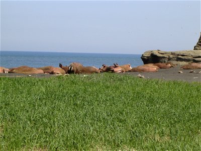 Walrus Colony photo
