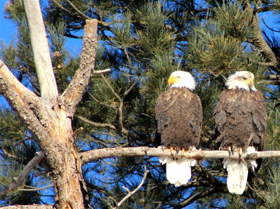 Bald Eagle Duo at D.C. Booth Historic National Fish Hatchery photo