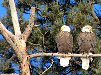Bald Eagle Duo at D.C. Booth Historic National Fish Hatchery