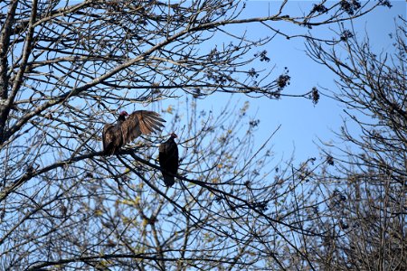 Turkey vultures photo