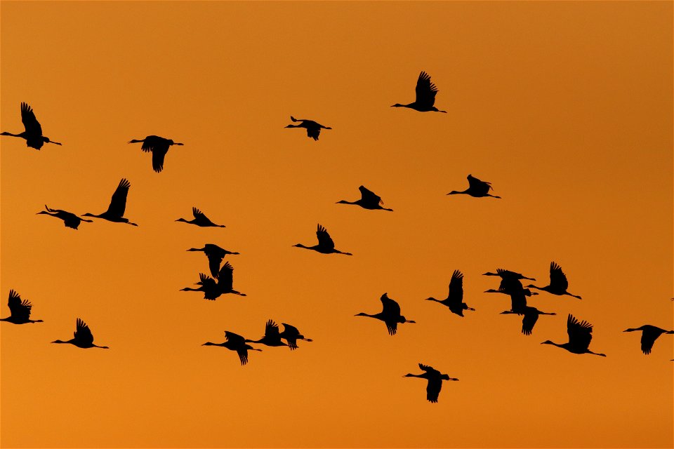 Sandhill Cranes at Sunset Huron Wetland Management District South Dakota photo