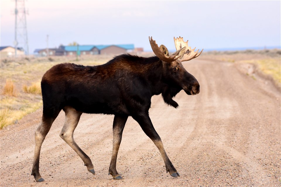 Moose at Seedskadee National Wildlife Refuge