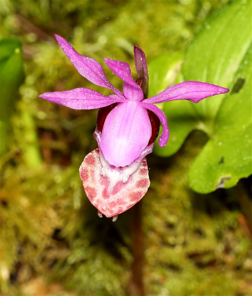 Calypso bulbosa (Fairy Slipper) (4-25-2022) tolowa dunes state park, del norte co, ca -02