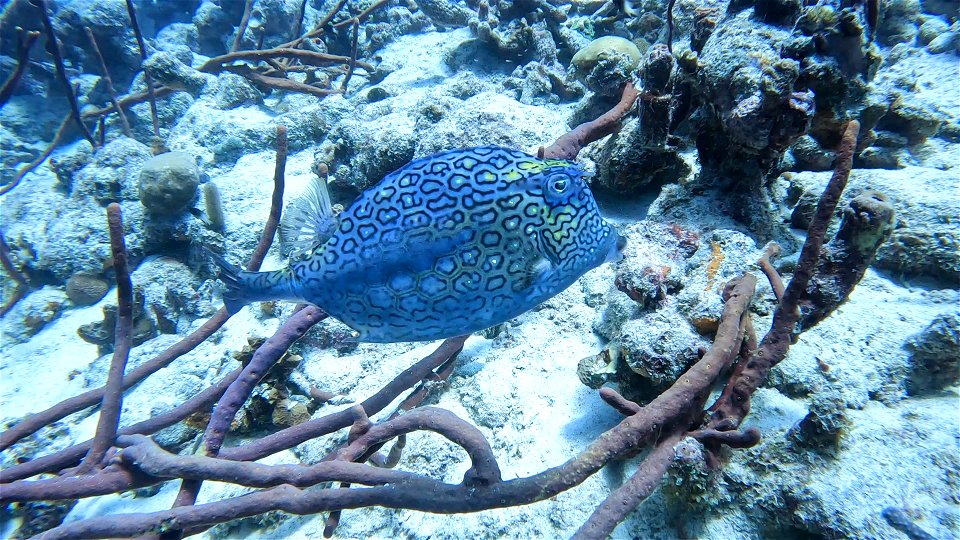 Cow Fish Bonaire - Free photos on creazilla.com