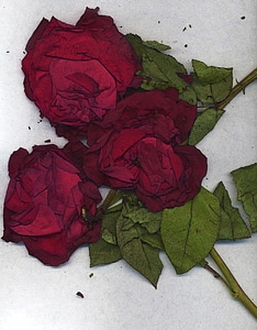 Dried artistic art work