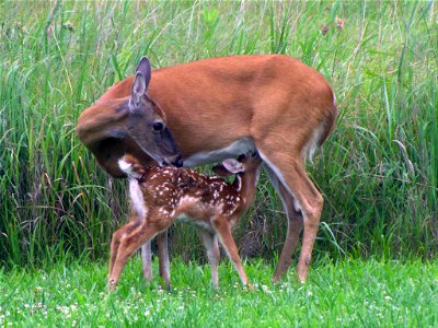 Fawn with Mother