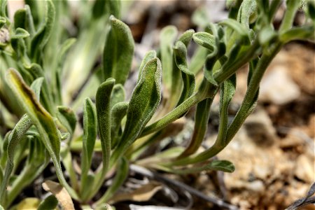 Erigeron caespitosus