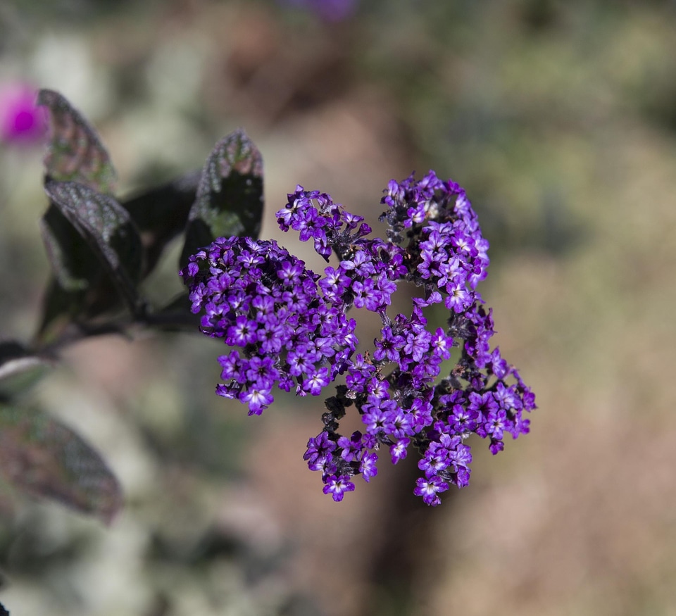 Flowers petals violet