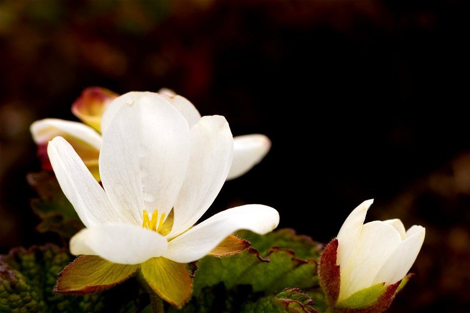 Cloudberry blossom photo