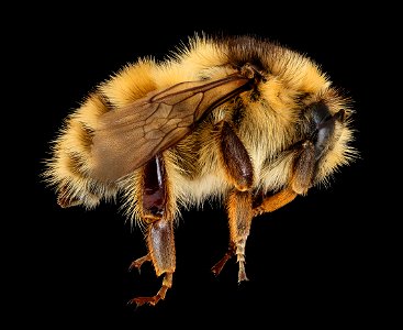 Bombus veteranus, f, right, M. Roos, Netherlands_2022-03-31-17.01.26 ZS PMax UDR copy photo