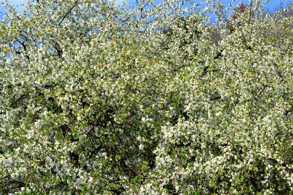 Spring ,April 2023