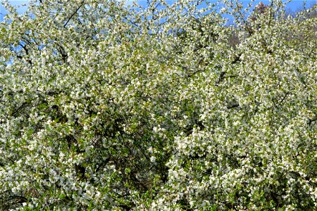 Spring ,April 2023