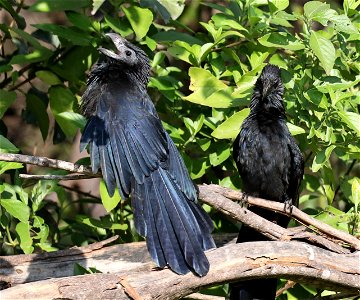 448 - GROOVE-BILLED ANI (12-09-2022) national buttrerfly center, mission, hidalgo co, tx -02
