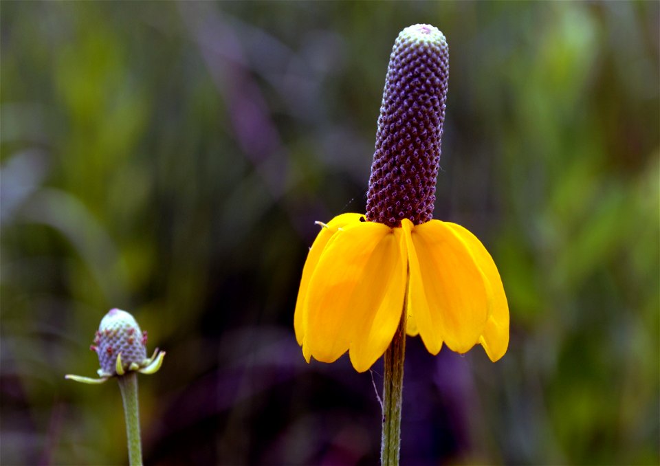 Prairie coneflowers are in the sunflower tribe of the daisy family. A great native to add to your garden!