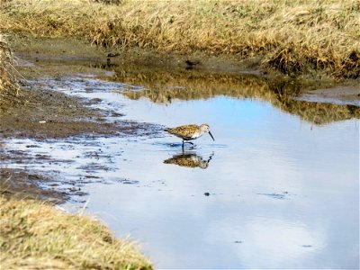 Dunlin on a wetland in Kigigak