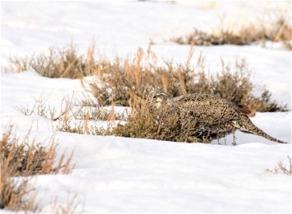 Greater sage-grouse on Seedskadee National Wildlife Refuge