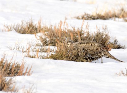 Greater sage-grouse on Seedskadee National Wildlife Refuge photo