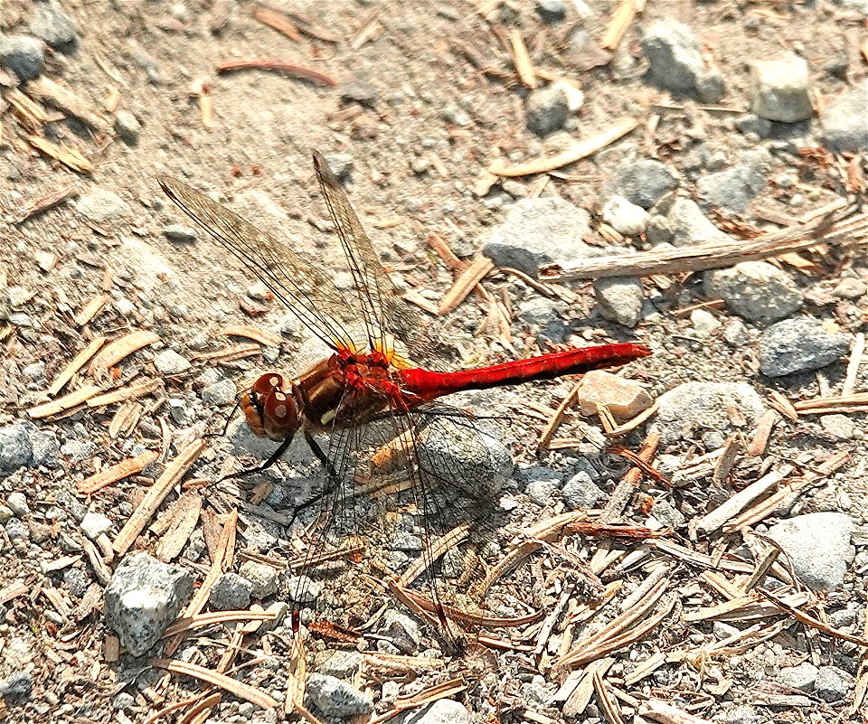 MEADOWHAWK, STRIPED (Sympetrum pallipes) (08-2-2022) female, tolowa dunes state park, del norte co, ca -01