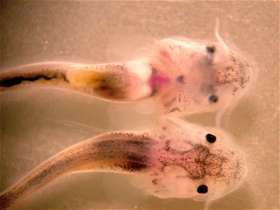 Pallid Sturgeon Larvae photo