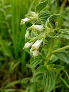 False Gromwell Lake Andes Wetland Management District South Dakota