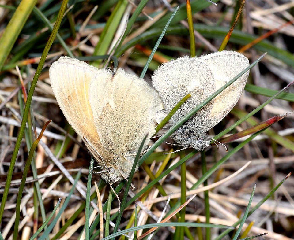 RINGLET, COMMON (Coenonympha tulia) (06-06-2022) male & female, low divide road, smith river nat rec area, del norte co, ca -01