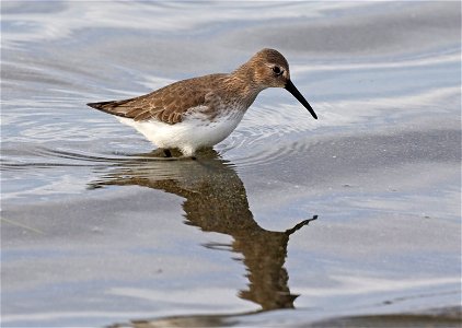 324 - DUNLIN (11-02-2021) towala dunes, del norte co, ca -01