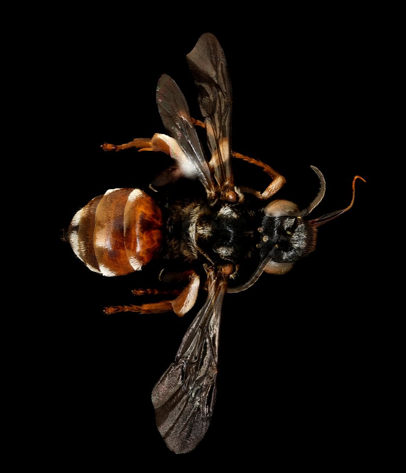 Epeoloides coecutiens, f, back, N'huijsen, Netherlands_2022-02-10-16.13.54 ZS PMax UDR copy