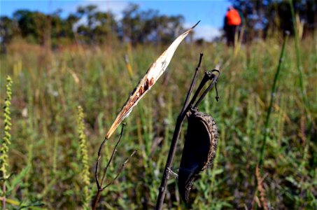 wholred and common milkweed pods photo