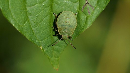 Palomena prasina (Grüne Stinkwanze) Larve im Stadium L4