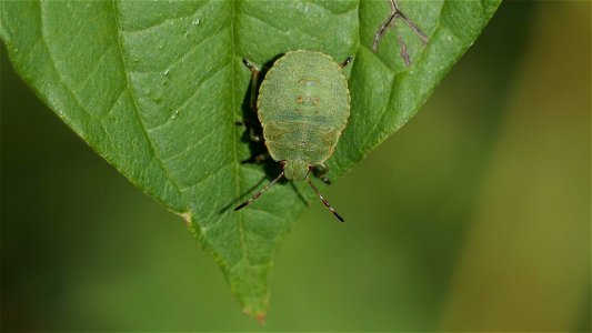 Palomena prasina (Grüne Stinkwanze) Larve im Stadium L4 photo