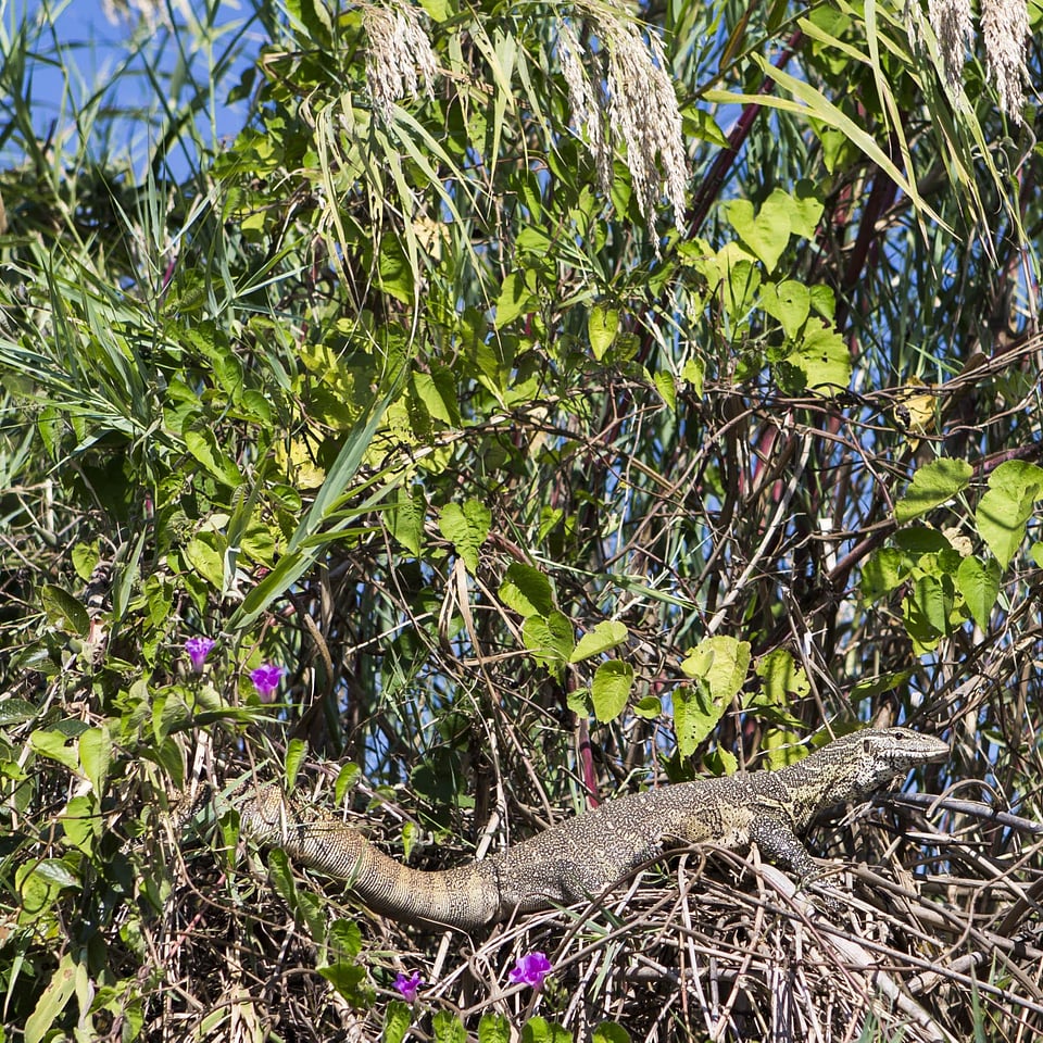 Bush flowers plants