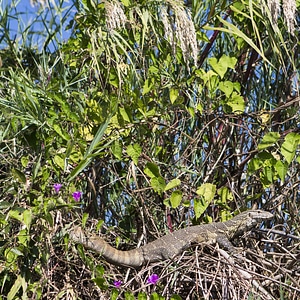 Bush flowers plants photo