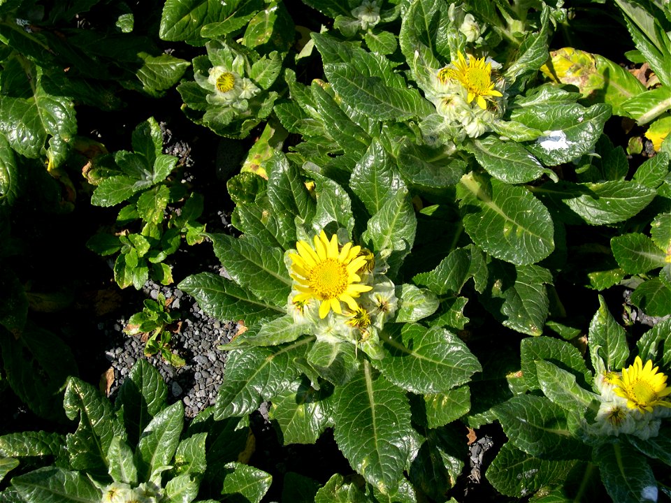 Beach Senecio on Bogoslof Island