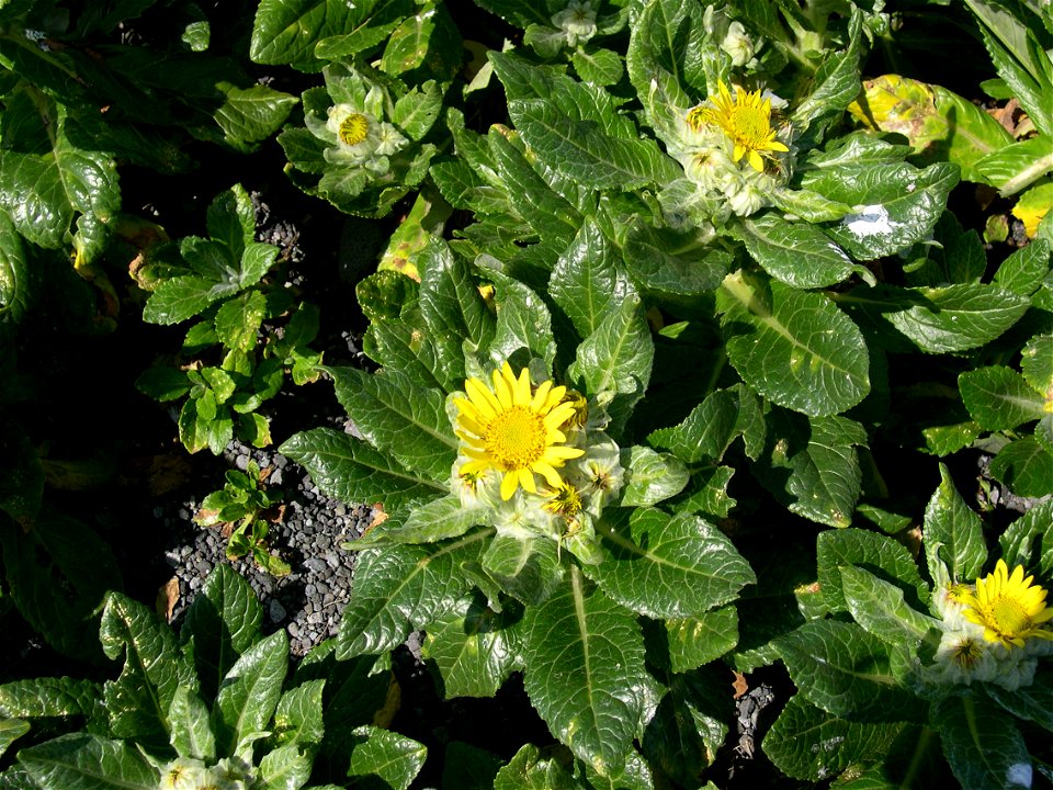 Beach Senecio on Bogoslof Island photo