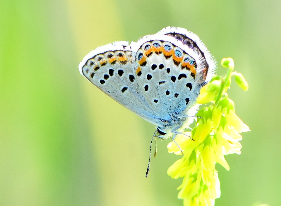 Melissa blue butterfly (Plebejus melissa at Seedskadee National Wildlife Refuge Wyoming