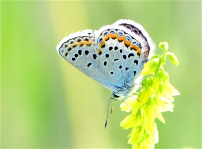 Melissa blue butterfly (Plebejus melissa at Seedskadee National Wildlife Refuge Wyoming photo