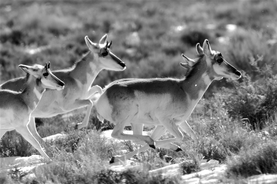 Pronghorn at Seedskadee National Wildlife Refuge