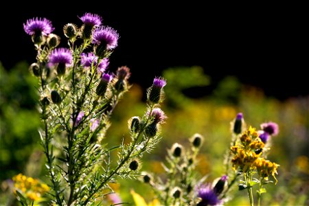 Thistle Blossoms