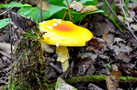 Agaric mushroom photo