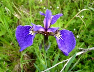 Wild Iris_7-6-10