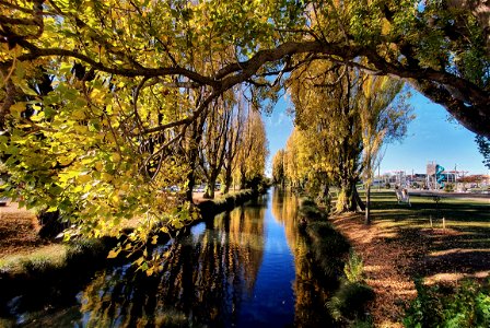 Seasonal colours Christchurch. photo